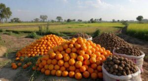 وفاقی حکومت نے پنجاب کے کاشتکاروں کو کینو اور آلو کی ایکسپورٹ کی اجازت دیدی