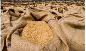 فیصل آباد میں پاسکو کے گودام سے 2 ہزار بوری گندم غائب ہوگئی