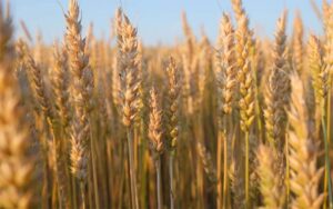 لاہور سمیت پنجاب بھر میں گندم کے ریٹس میں 700 روپے کا اضافہ