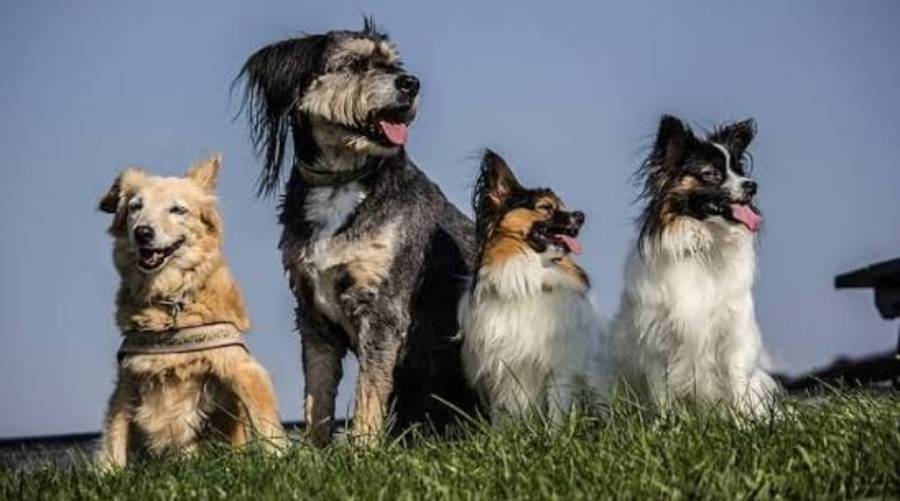 بلوچستان میں کتوں کے جھنڈ کا شہریوں پر حملہ، 35 افراد زخمی