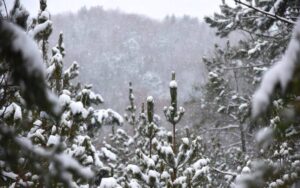 امریکا میں شدید برف باری، 18 ریاستوں میں ایمرجنسی نافذ