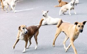 بلوچستان حکومت کی کتوں اور بلیوں کو نہ مارنے کی ہدایت