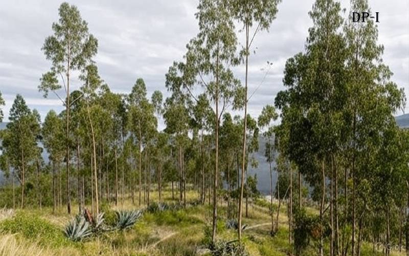 کینیا میں خاتون نے درخت کو گلے لگانے کا عالمی ریکارڈ قائم کردیا