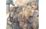 کبیروالا، نواحی علاقے نانک پور بارہ میل میں آ گ لگنے سے محنت کش کے 3 جانور زندہ جل گئے