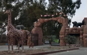 بسنت کے موقع پر لاہور سفاری زو کو رنگ برنگی پتنگوں سے سجا دیا گیا، 2ہزار روپے انٹری مقرر