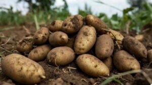 آلو کی 12 ملین میٹرک ٹن ریکارڈ پیداوار، اہم سنگ میل عبور کر لیا: وزیر اعلیٰ پنجاب کا ’’ ایکس‘‘ پر میسج