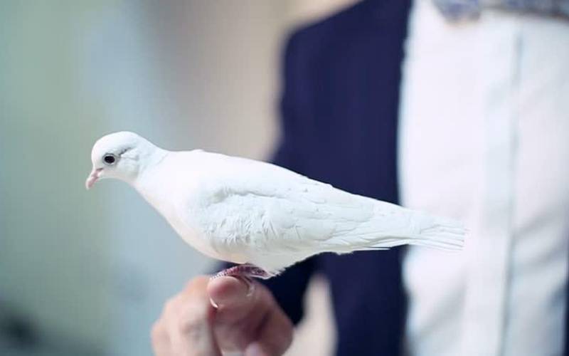 کبوتر سونے کی چین چونچ میں دبا کر اڑ گیا