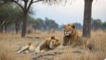 لاہور: سفاری پارک میں 9 شیر ہلاک