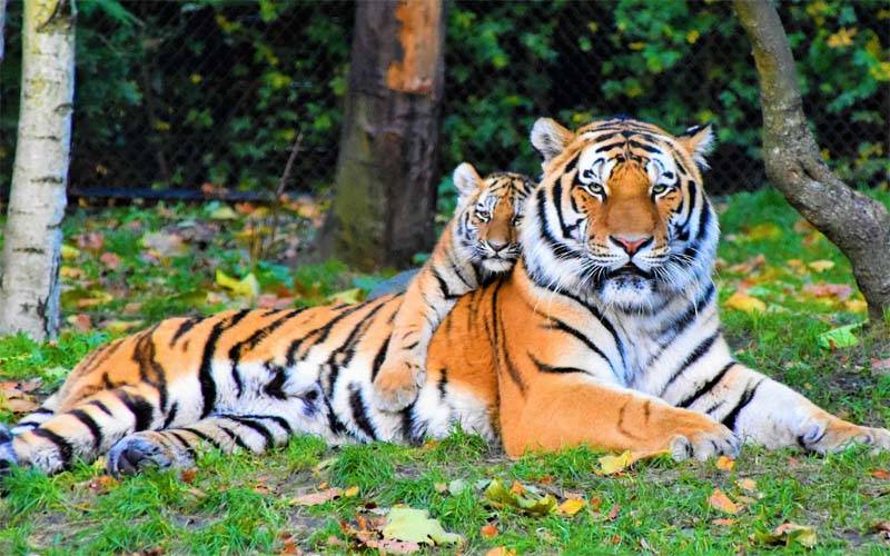 تھائی لینڈ میں مہلک وائرس سے چند ہفتوں میں 72 ٹائیگر ہلاک