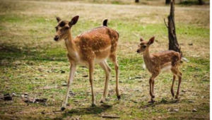 لاہور کے باغ جناح میں نر ہرن کے حملے میں دو کم عمر مادہ ہرن ہلاک