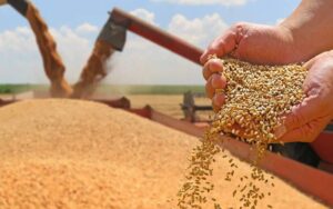 ای سی سی نے پاسکو کے پاس موجود 5 لاکھ میٹرک ٹن گندم مسابقتی بولی کے ذریعے فروخت کرنے کی منظوری دے دی