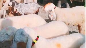 سیالکوٹ میں 50 سے زائد دنبے ٹرین کی زد میں آ کر مارے گئے