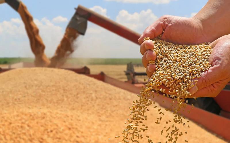 پاکستان کا متحدہ عرب امارات کی درخواست پر گندم مصنوعات برآمد کرنے کا فیصلہ