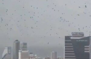 تل ابیب کے آسمانوں پر کوؤں کے جھنڈ منڈلانے لگے، سوشل میڈیا پر ویڈیو وائرل
