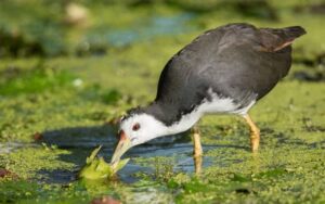 سیزن ختم ہونے پر پنجاب بھر میں مرغابی کے شکار پر پابندی عائد