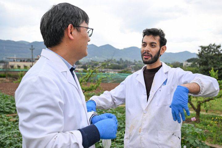 چین-پاکستان زرعی تعاون کے ثمرات، پاکستانی ماہر فصلوں کی بیماریوں سے نمٹنے کے لئے چین کی بہار کاشتکاری میں شامل