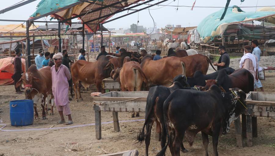 پنجاب میں فی بھینس 30 روپے گوبر ٹیکس عائد کرنے کا فیصلہ